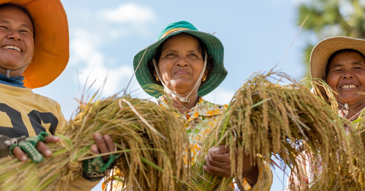 A Fair And Transparent Supply Chain For Rice Farmers In Cambodia